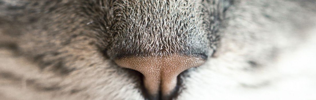 A Nose for News
