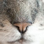 A Nose for News