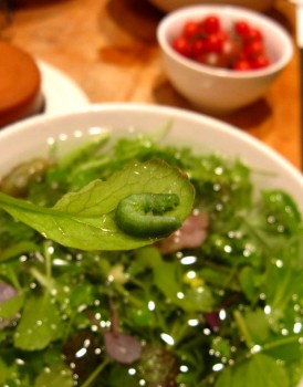 Caterpillar on Salad